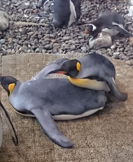 Penguin