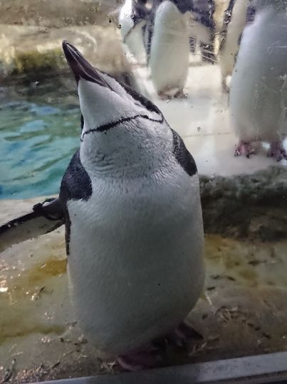 Penguin