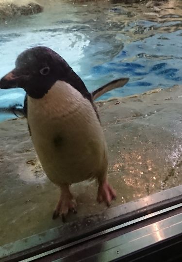 Penguin