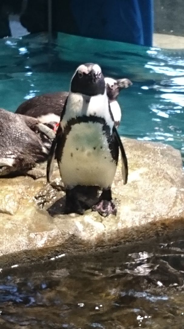 Penguin