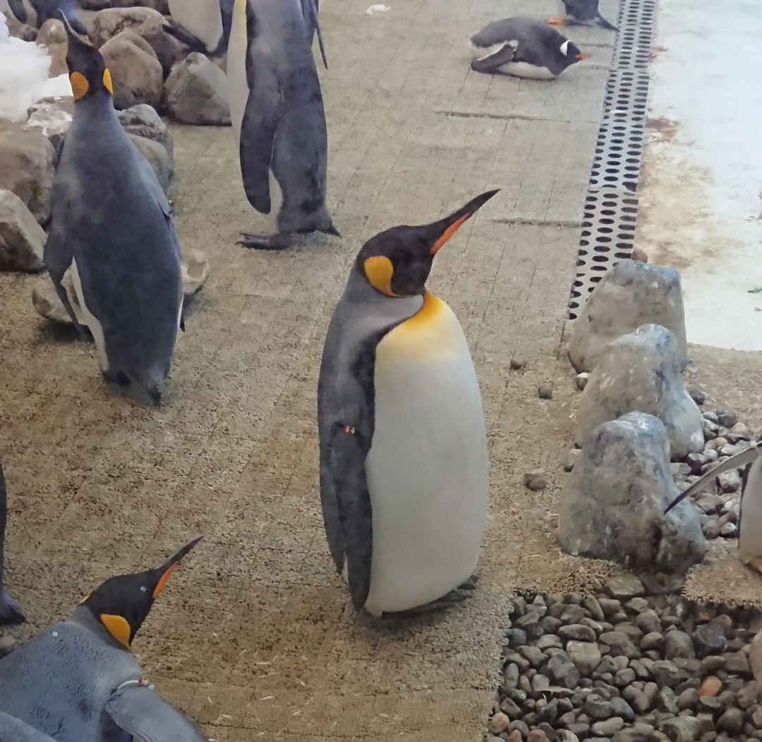 Penguin