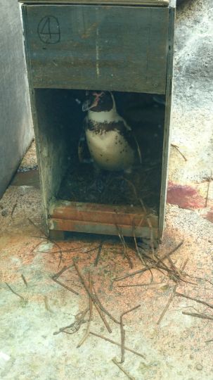 Penguin