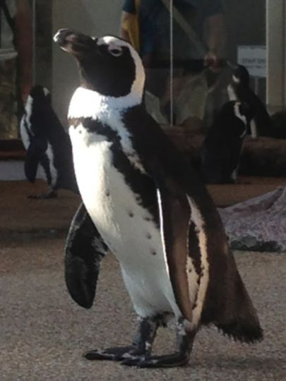 Penguin